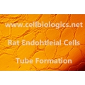 Rat Primary Liver Sinusoidal Endothelial Cells